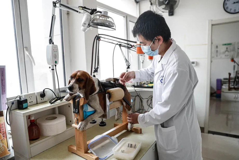 The extraordinary rise of China’s pet industry – The China Project