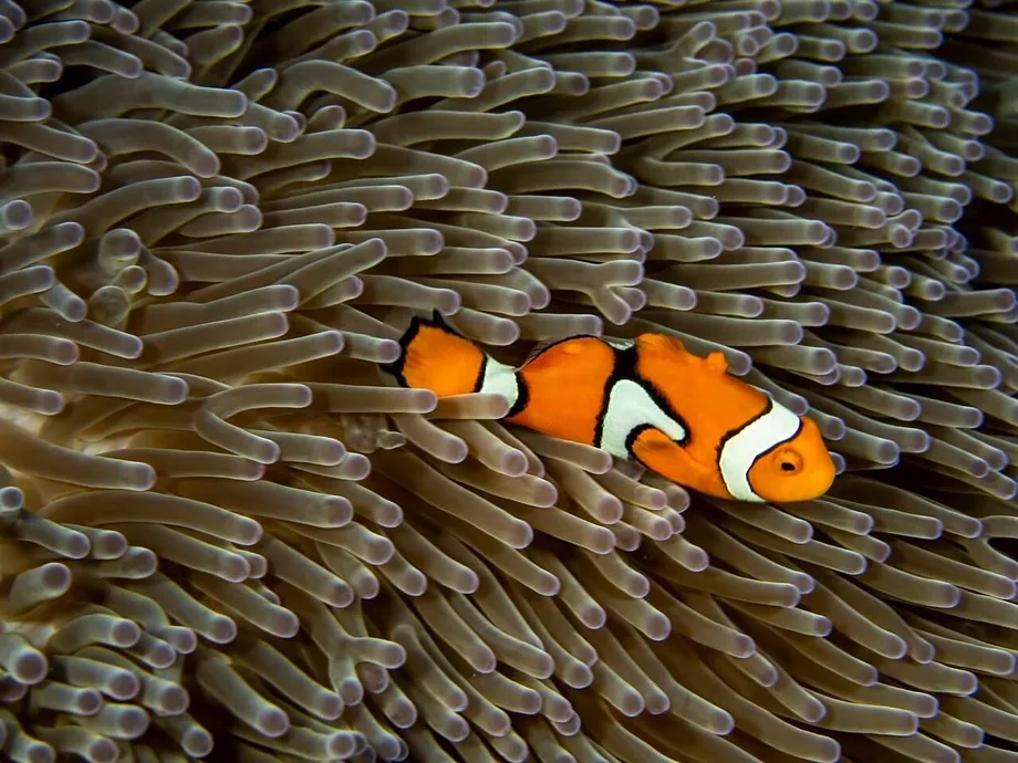 fish, coral, underwater, reef, nature, sea, ocean, water, marine, diving, closeup