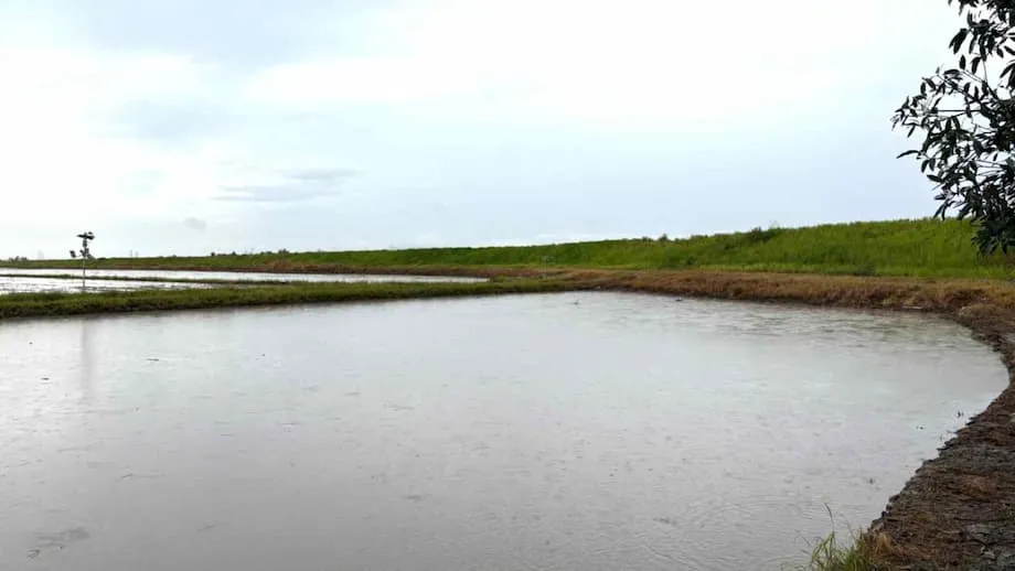 মালয়েশিয়ার ধানচাষিদের জন্য উন্নত আবহাওয়ার পূর্বাভাস নিয়ে এলো তোশিবা: স্মার্ট ও জলবায়ু-সহনশীল কৃষির পথে বড় অগ্রগতি