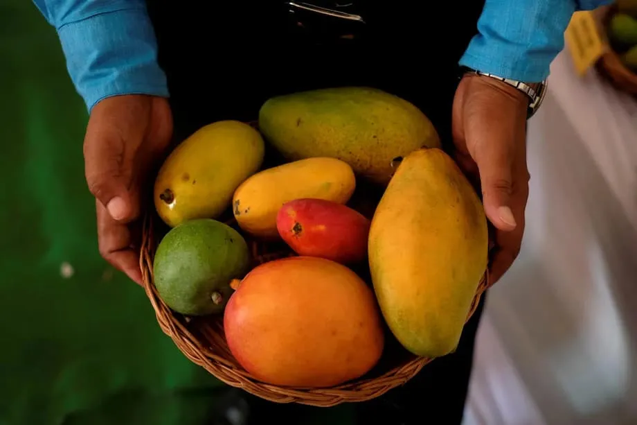 ভারতীয় আম ও ডায়াবেটিস: নতুন ক্লিনিক্যাল ট্রায়ালে পুরোনো ধারণা চ্যালেঞ্জের মুখে