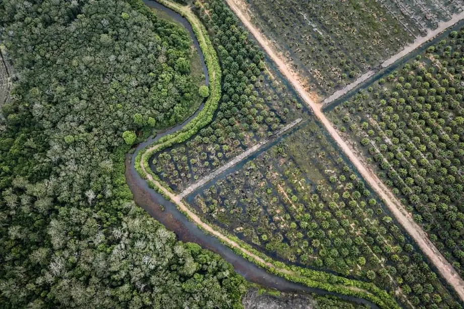 ইন্দোনেশিয়ার পাম তেল, কোকো ও রাবারকে শুল্কমুক্ত করতে সম্মত যুক্তরাষ্ট্র: বৈশ্বিক বাণিজ্যে এর প্রভাব কী