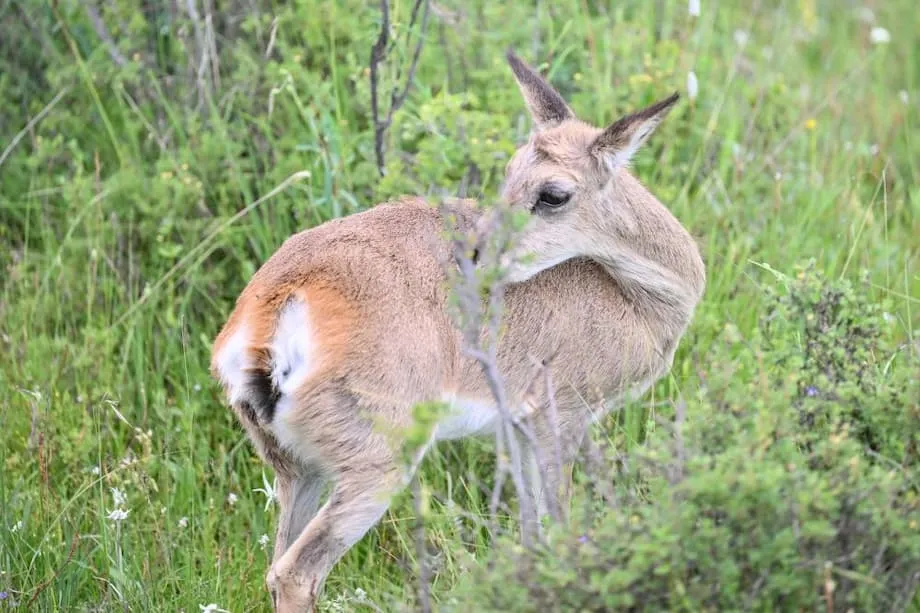 Professional wildlife atlas decodes biodiversity of China's Qilian ...