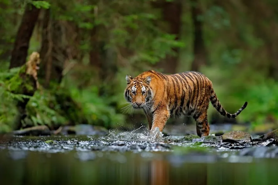 শিকার ও কালোবাজারের কারণে বিলুপ্তির মুখে উত্তর কোরিয়ার বন্যপ্রাণী