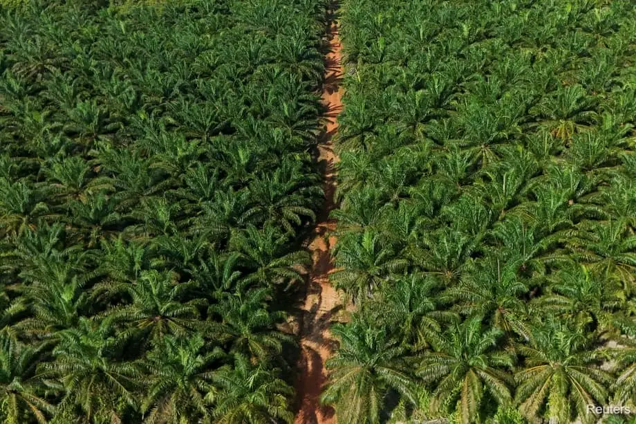 জৈবজ্বালানির উদ্যোগের মধ্যে ইন্দোনেশিয়ায় ৬ লাখ হেক্টর নতুন পাম তেল বাগান