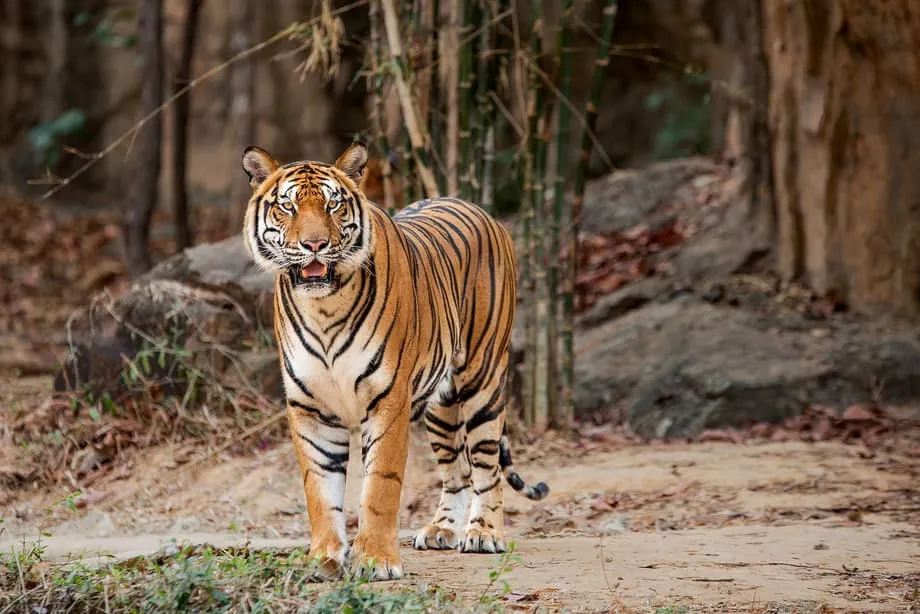জিপিএস কলারে ধরা পড়ল থাইল্যান্ডের শেষ ইন্দোচীনা বাঘগুলোর শিকারের অভাব ও জিনগত ঝুঁকি