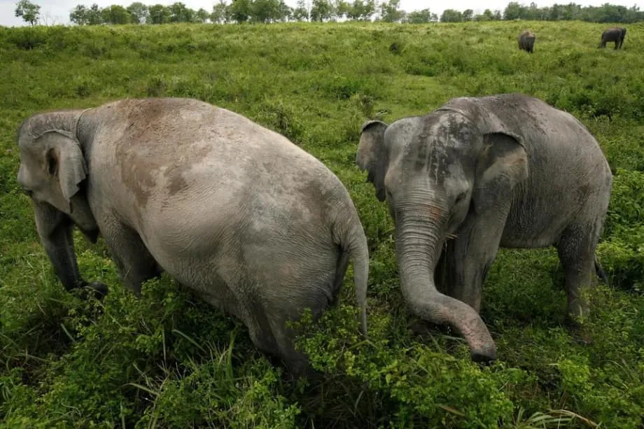 টাস্কফোর্সের ওপর হামলার পর সুমাত্রার পার্কে টহল জোরদার করল ইন্দোনেশিয়া