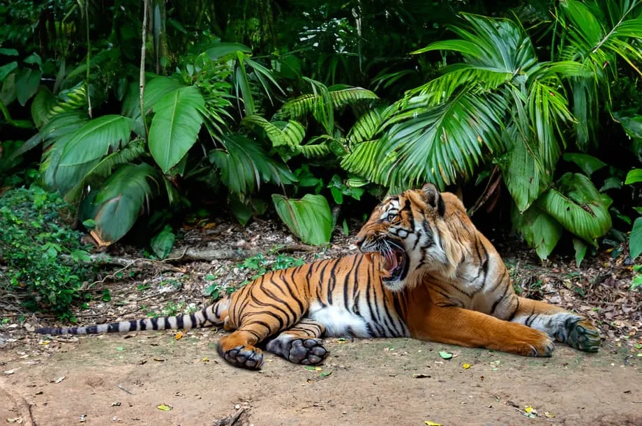 মালয়ান বাঘের জন্য শেষ আশার আলো রাজকুমারের রয়্যাল রিজার্ভ